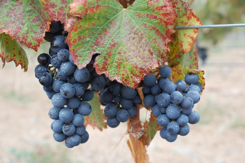 Miraluna Bodega Boutique Cachí Εξωτερικό φωτογραφία